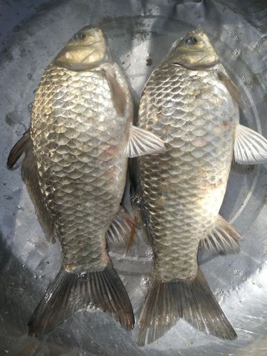 新青鲫图片 新青鲫图片